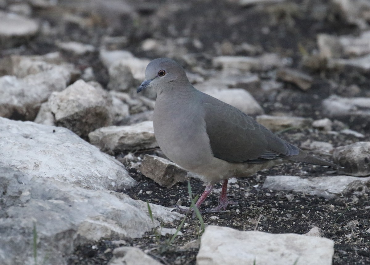 White-tipped Dove - Laura Keene