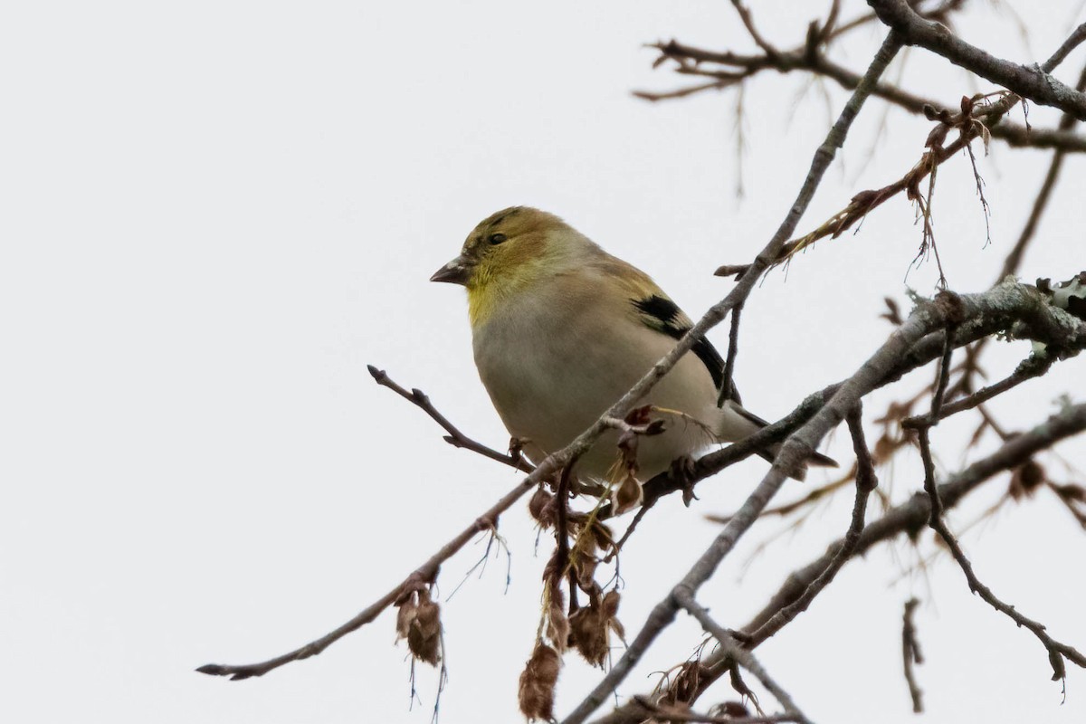 Чиж золотий - ML288155911