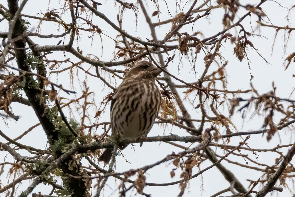 Чечевиця кармінова - ML288155961