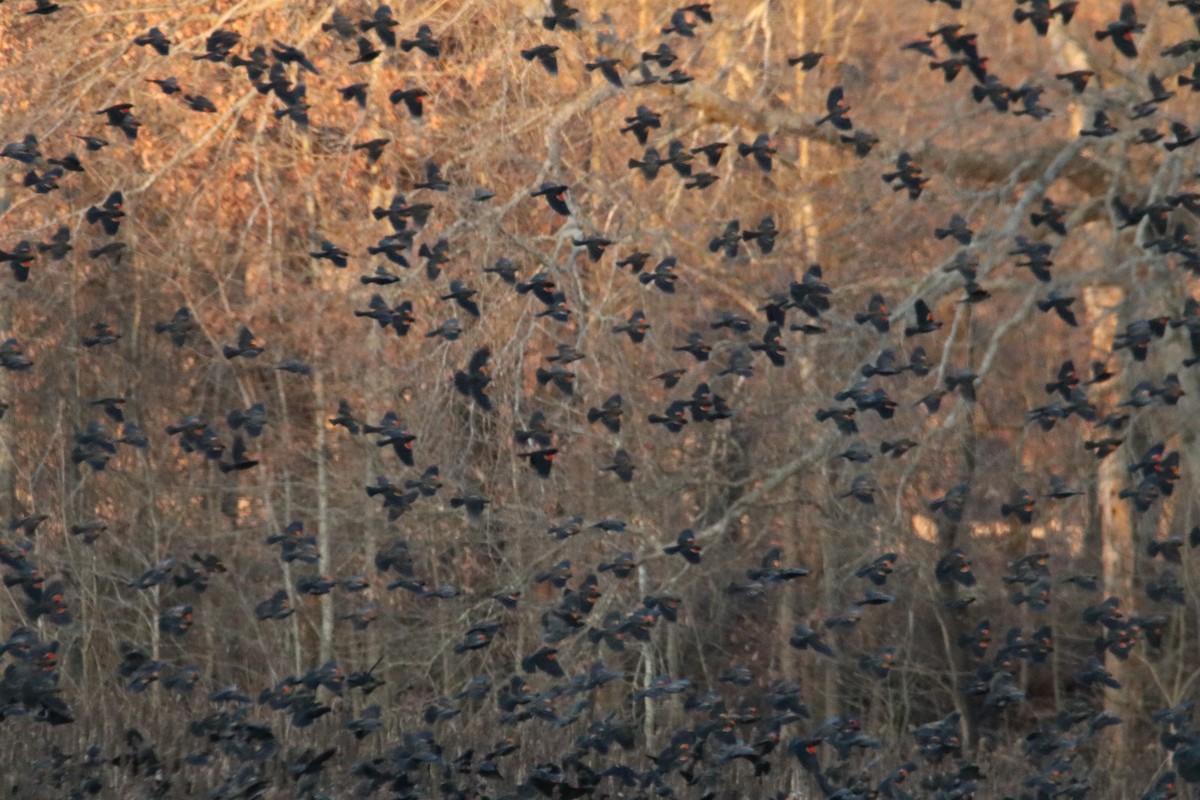 Red-winged Blackbird - ML288156251