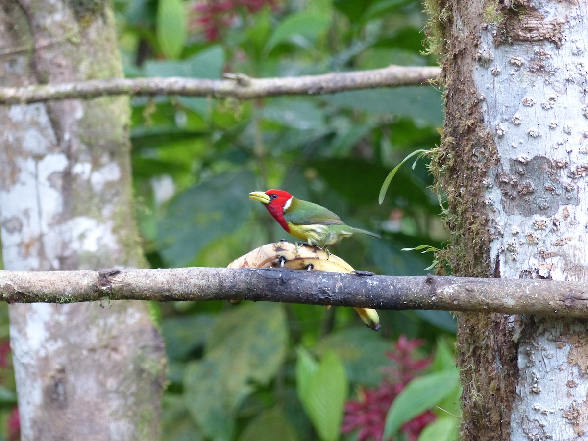 Red-headed Barbet - Michael Stone