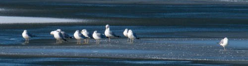 Ring-billed Gull - ML288162221