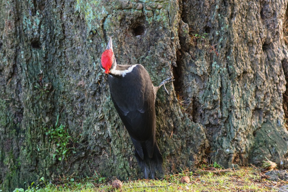 Pileated Woodpecker - Marie O'Shaughnessy