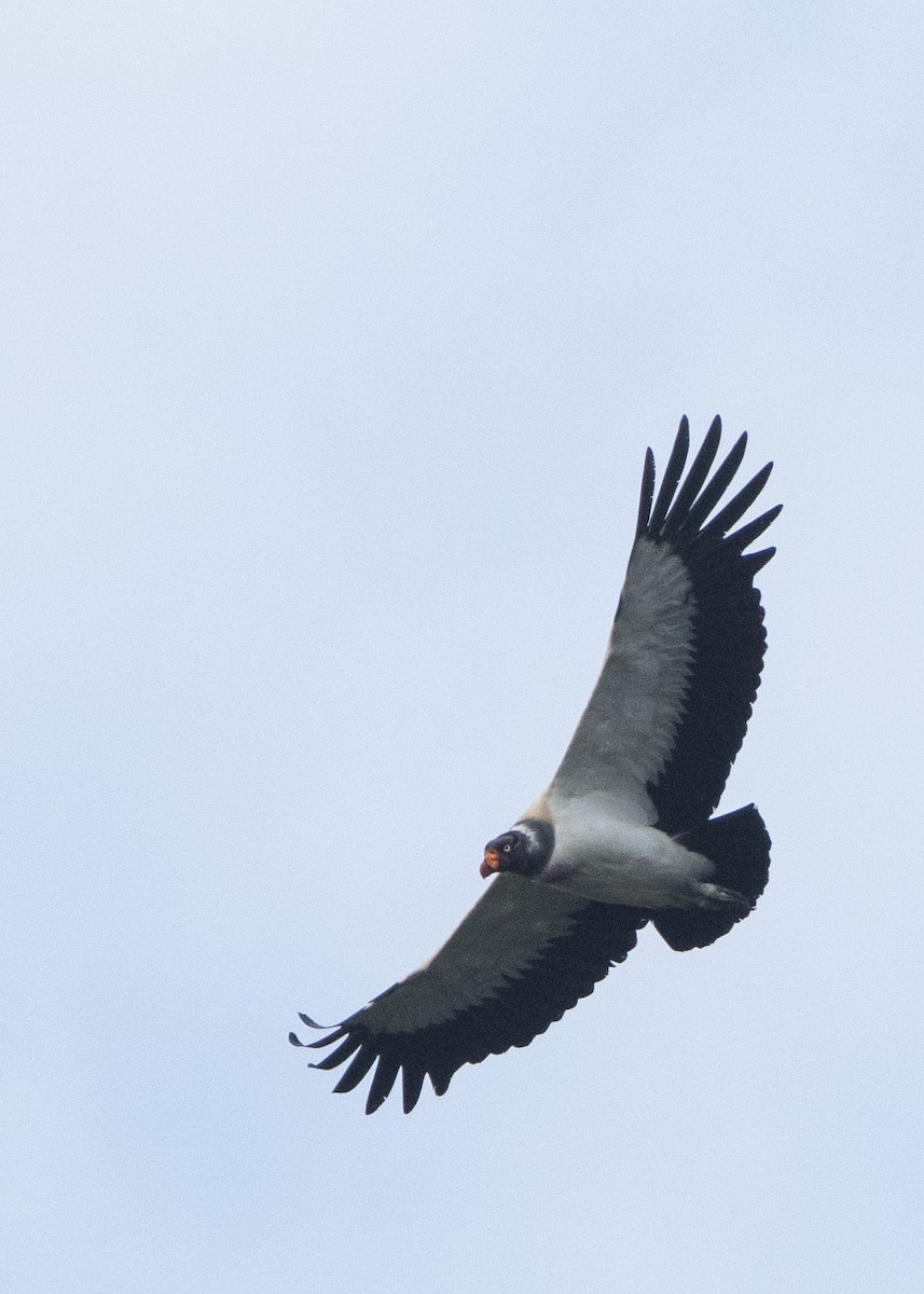 King Vulture - ML288162901