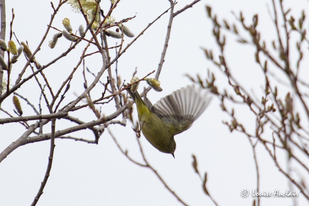 Orange-crowned Warbler - Louise Auclair