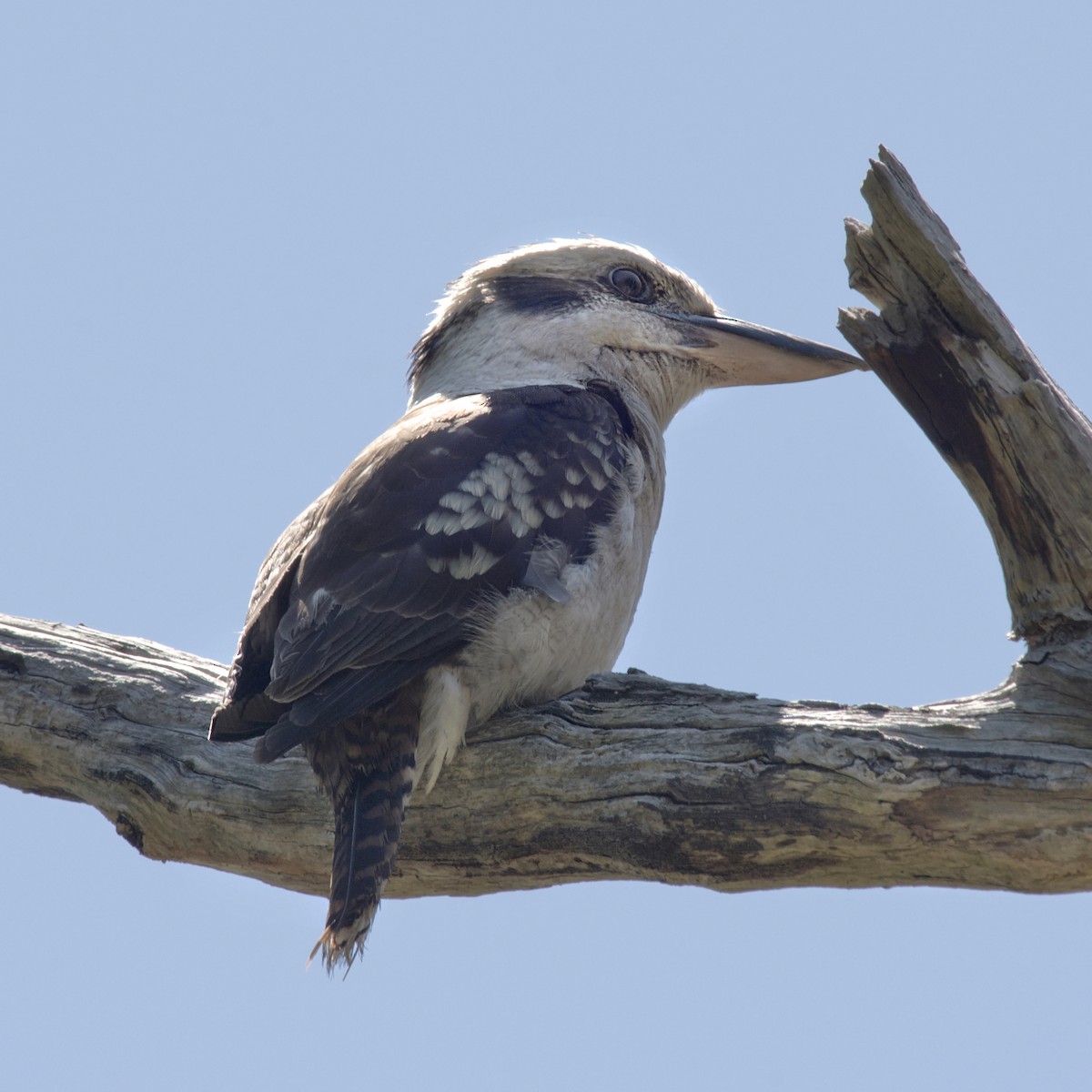 Laughing Kookaburra - ML288162991