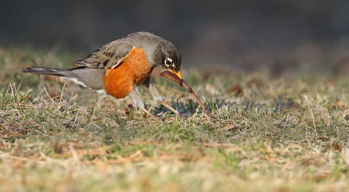 American Robin - Ryan Schain