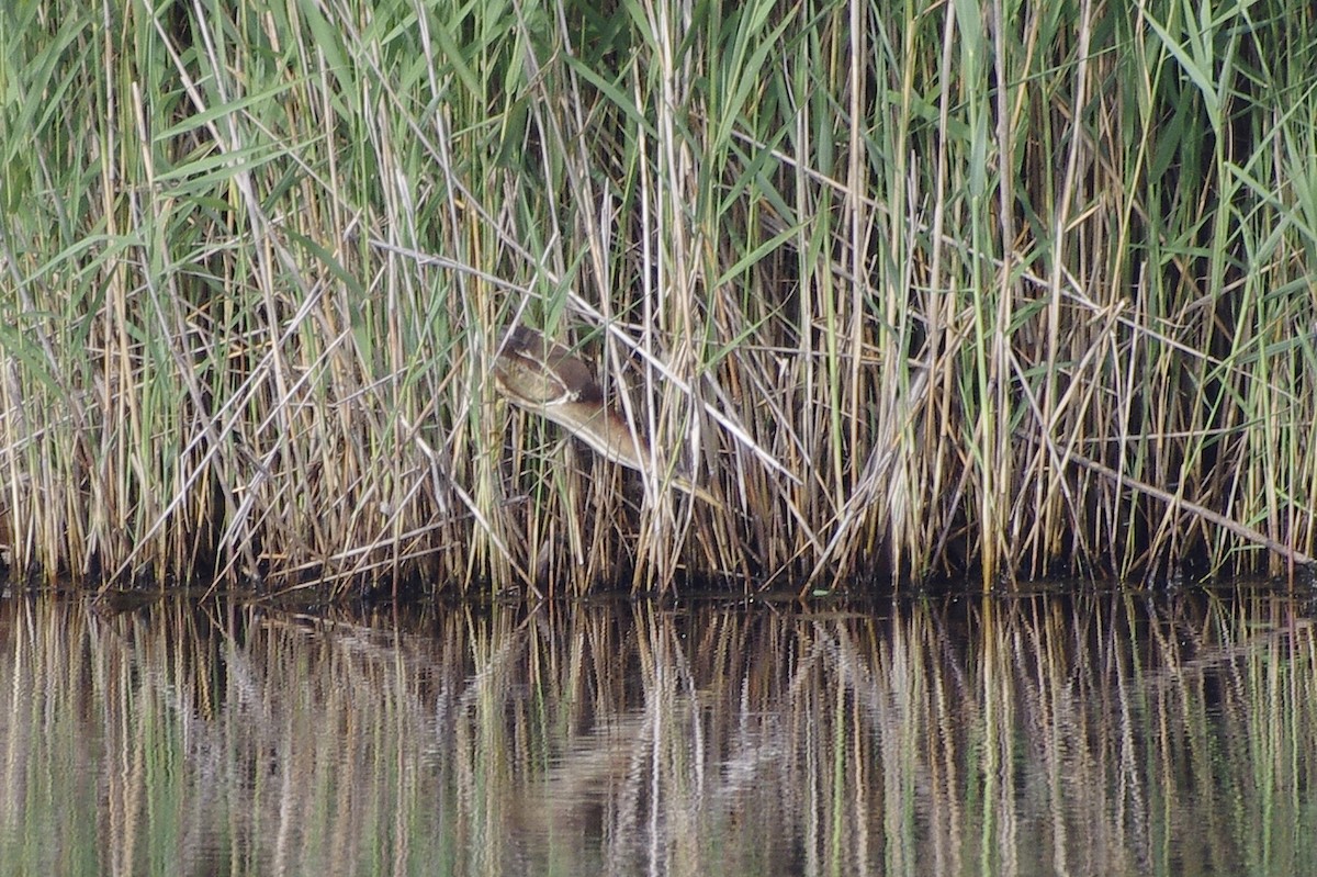 Least Bittern - ML28816511