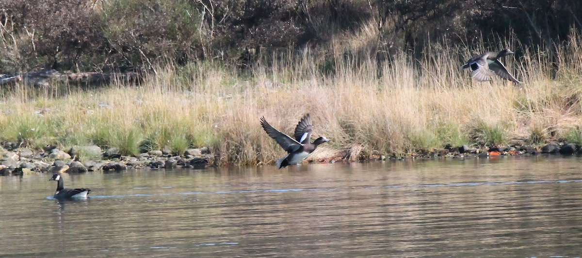 American Wigeon - ML288165721