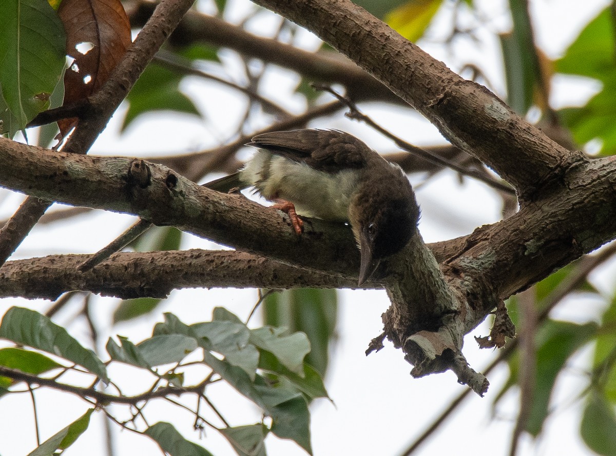 Sooty Barbet - ML288166131