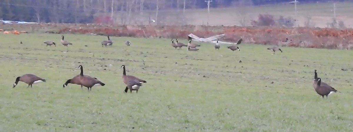 Canada Goose (occidentalis/fulva) - ML288167051