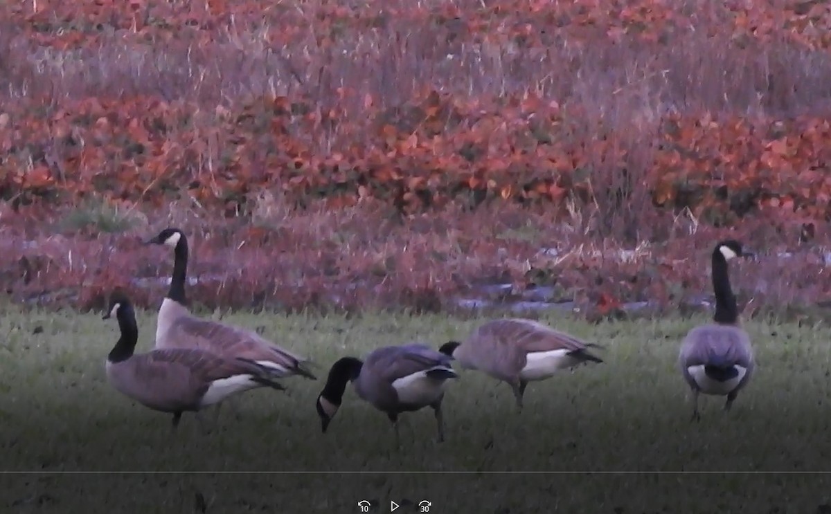 Canada Goose - ML288167121
