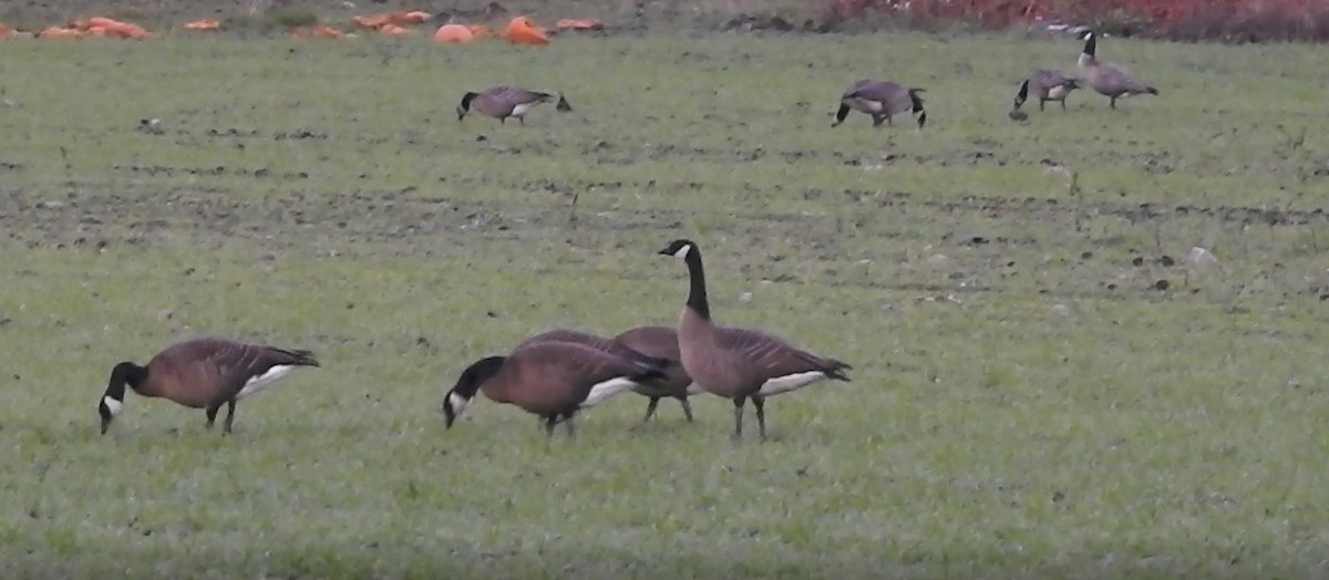 Canada Goose (occidentalis/fulva) - ML288167251