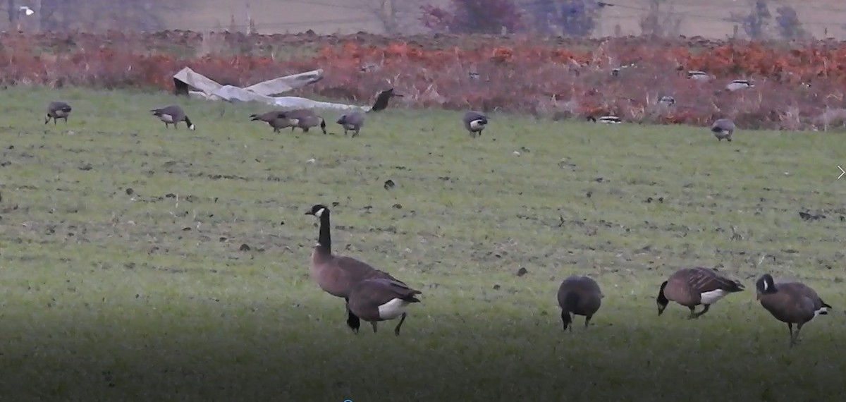 Canada Goose (occidentalis/fulva) - ML288167261