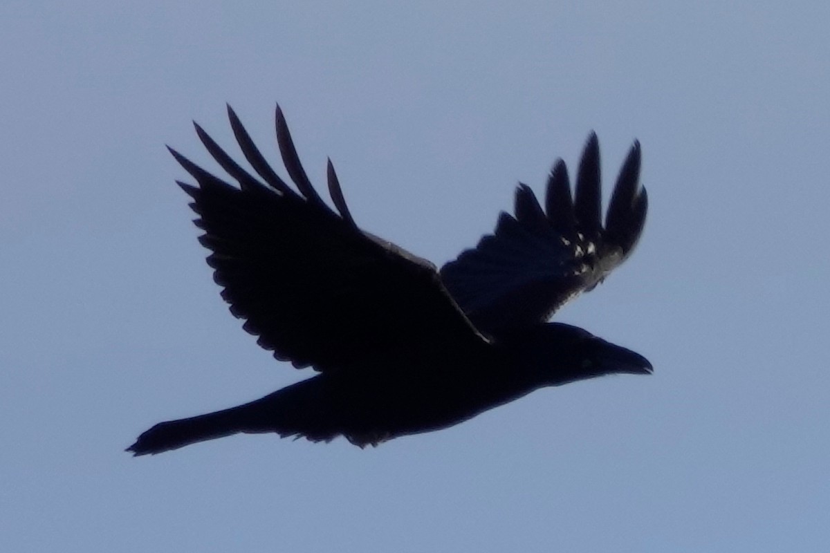 Common Raven - Lindsey Schromen-Wawrin