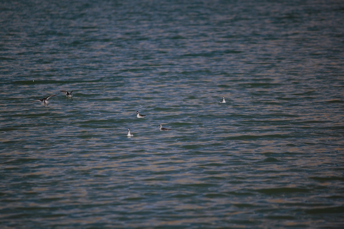 Red-necked Phalarope - Aakash Lamba