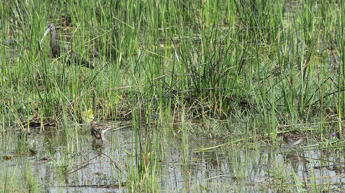 Common Snipe - ML288169161