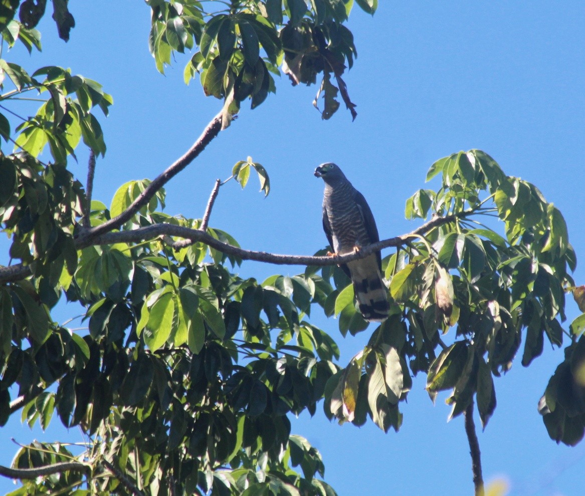 Hook-billed Kite - ML288169531