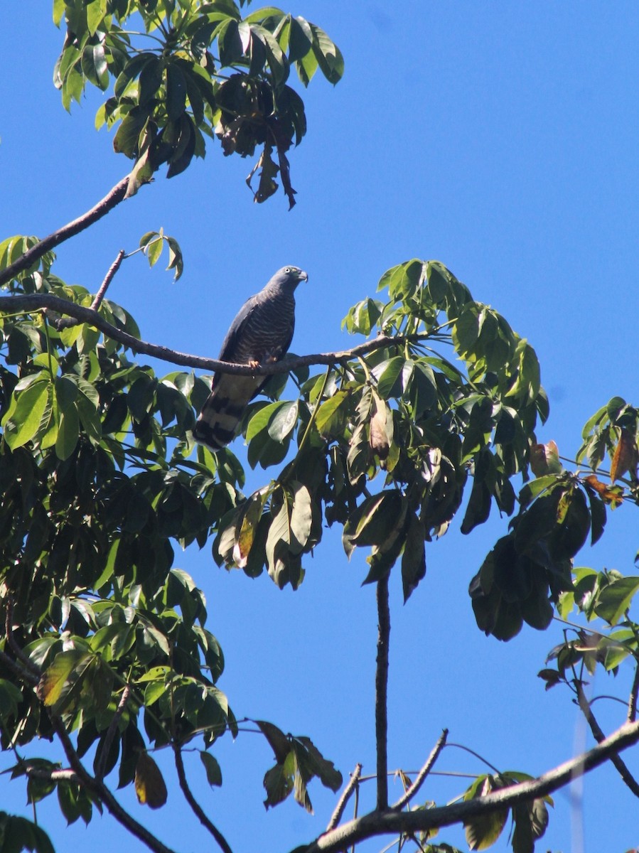 Hook-billed Kite - ML288169541