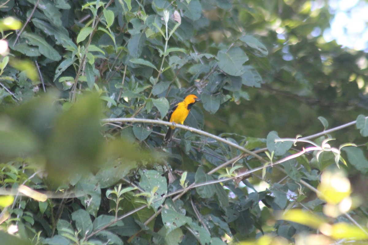 Spot-breasted Oriole - ML288169631