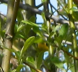 Common Yellowthroat - ML288170971