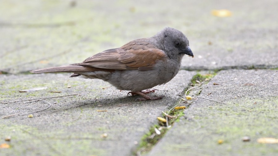 Swainson's Sparrow - ML288171881