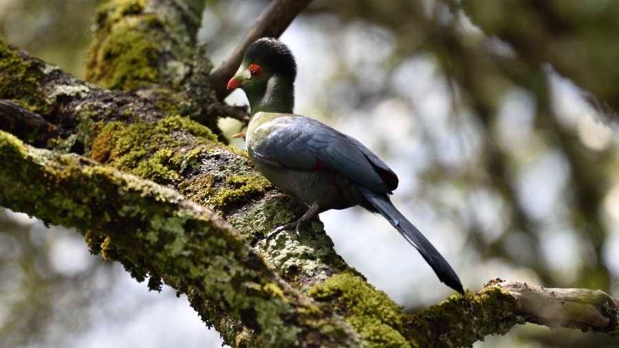 White-cheeked Turaco - ML288172181