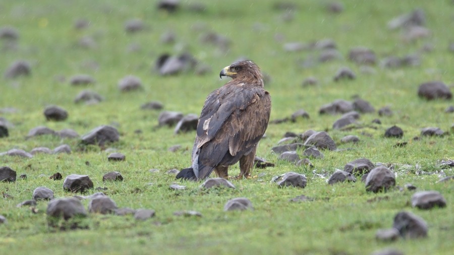 Tawny Eagle - ML288173281