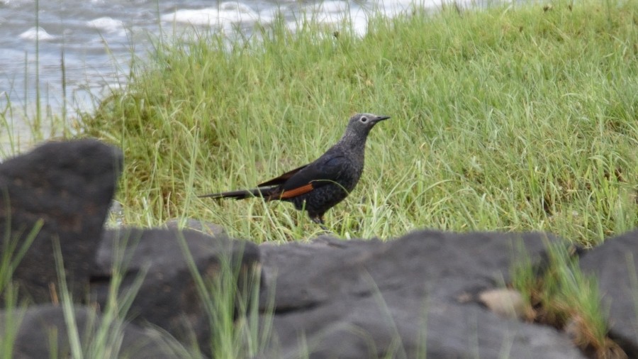 Slender-billed Starling - ML288173291