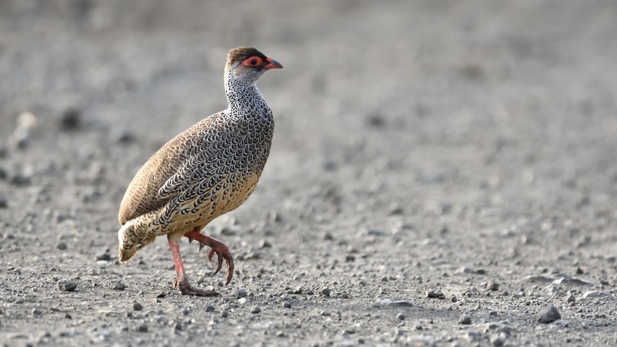 Harwood's Spurfowl - ML288173381