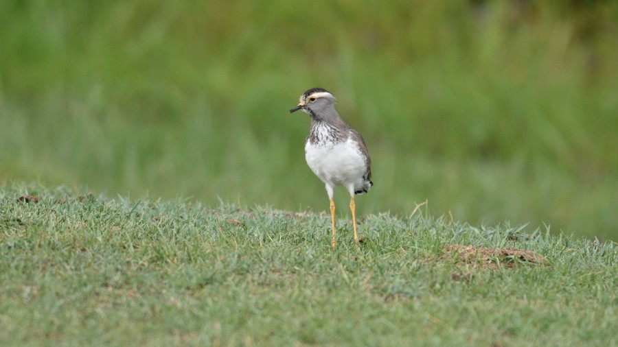 Spot-breasted Lapwing - Clayton Burne