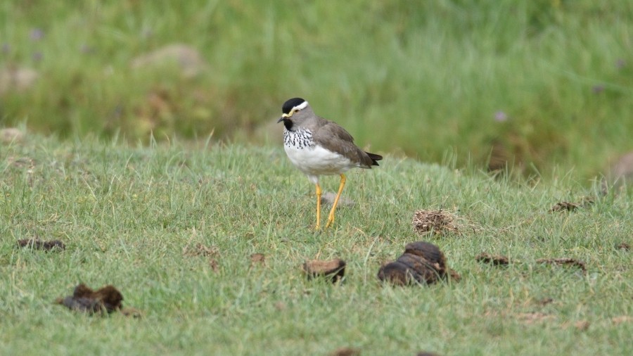 Spot-breasted Lapwing - ML288173491