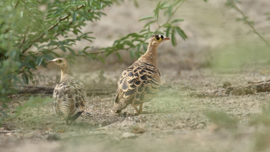 Four-banded Sandgrouse - ML288174251