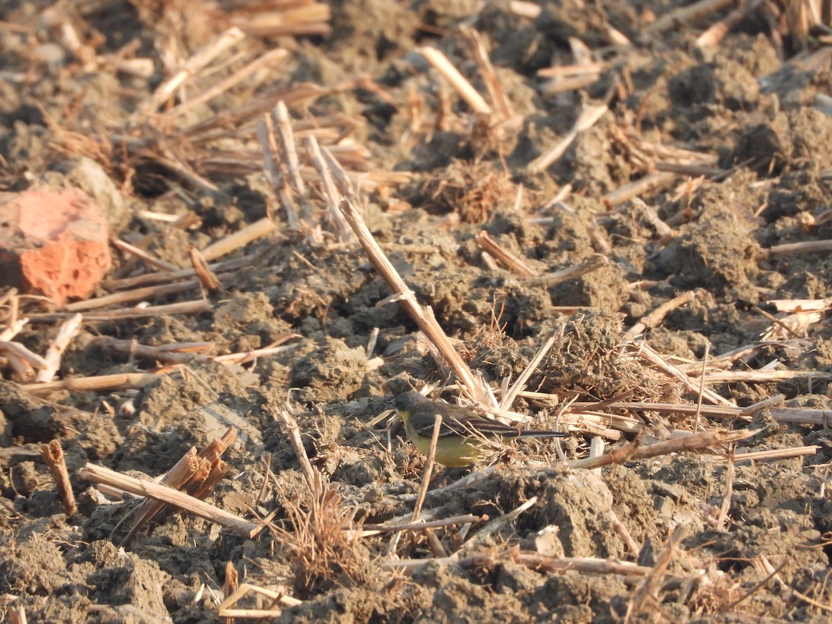 Eastern Yellow Wagtail - ML288175041