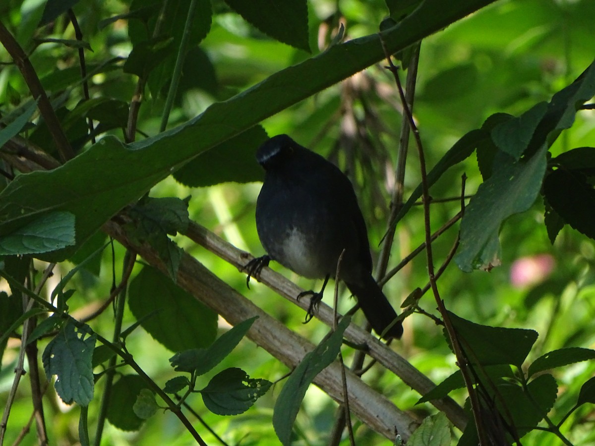 White-bellied Sholakili - ML288175601