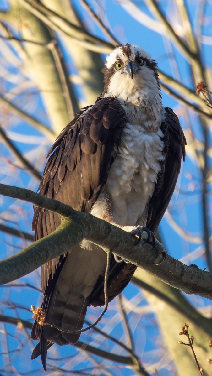 Águila Pescadora - ML28817601