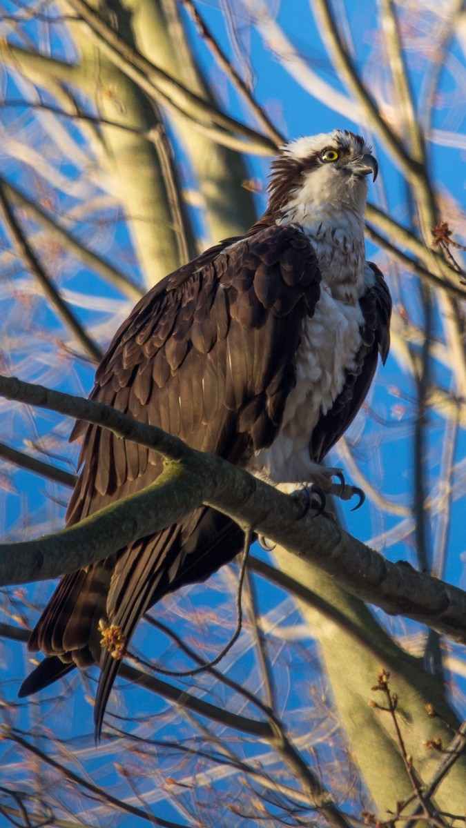 Águila Pescadora - ML28817611