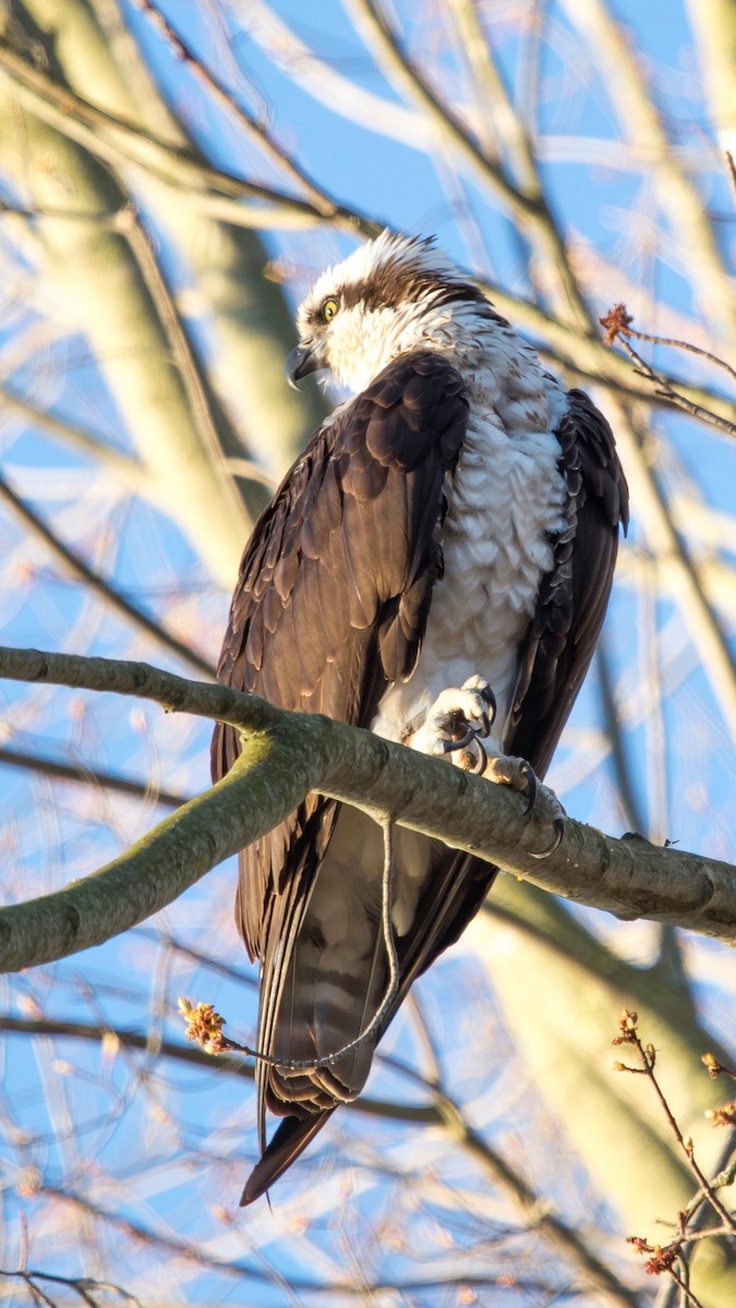 Águila Pescadora - ML28817621