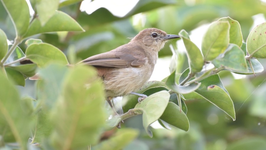 Northern Brownbul - ML288176231