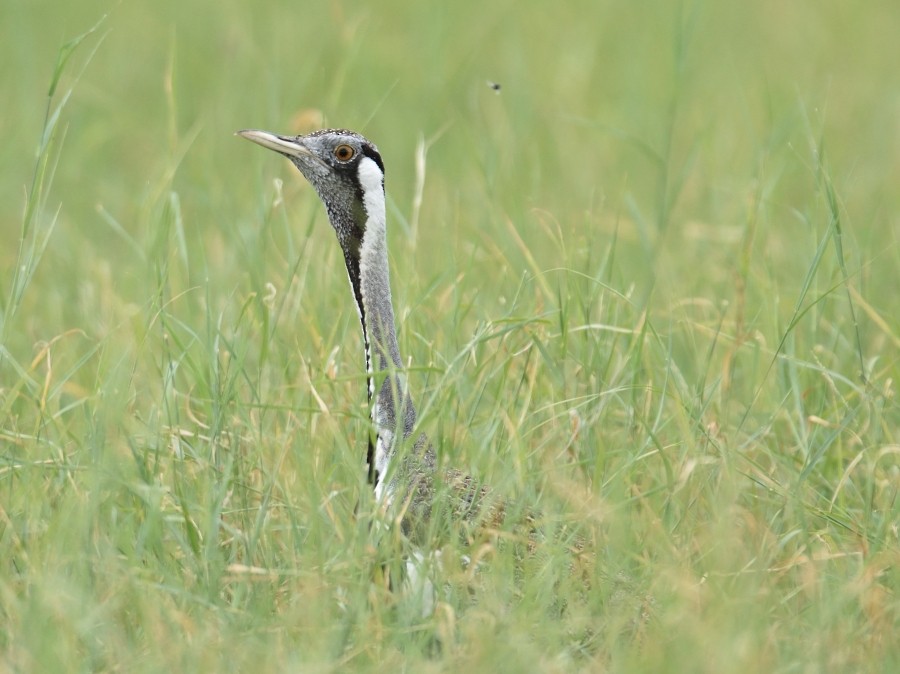 Hartlaub's Bustard - ML288176751