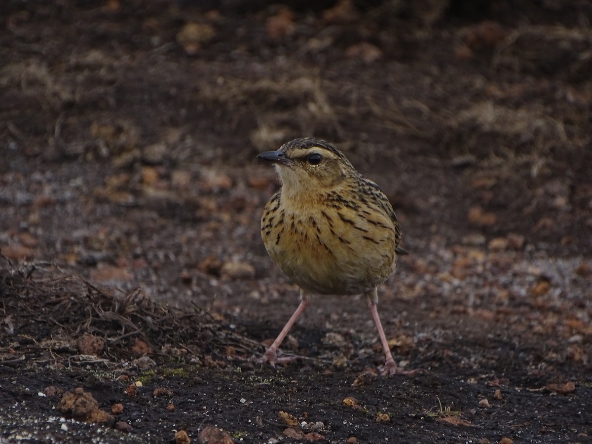 Nilgiri Pipit - ML288176761