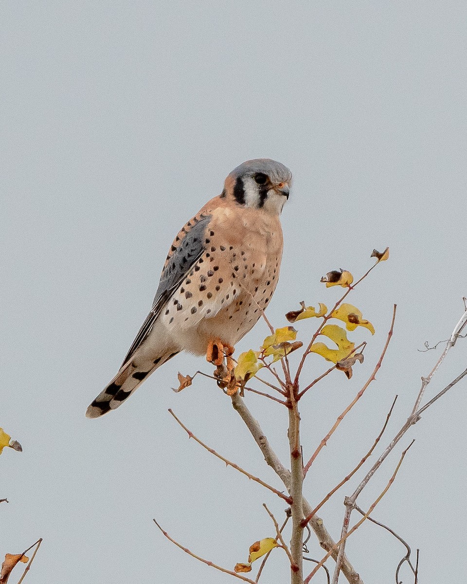 American Kestrel - ML288177111