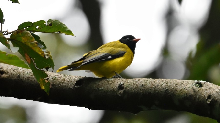 Ethiopian Black-headed Oriole - ML288177201