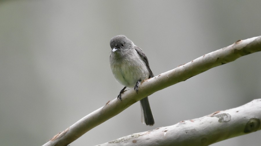 Bozca Drongo Sinekkapanı - ML288177281