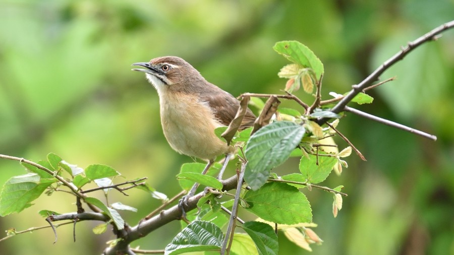 Moustached Grass-Warbler - Clayton Burne