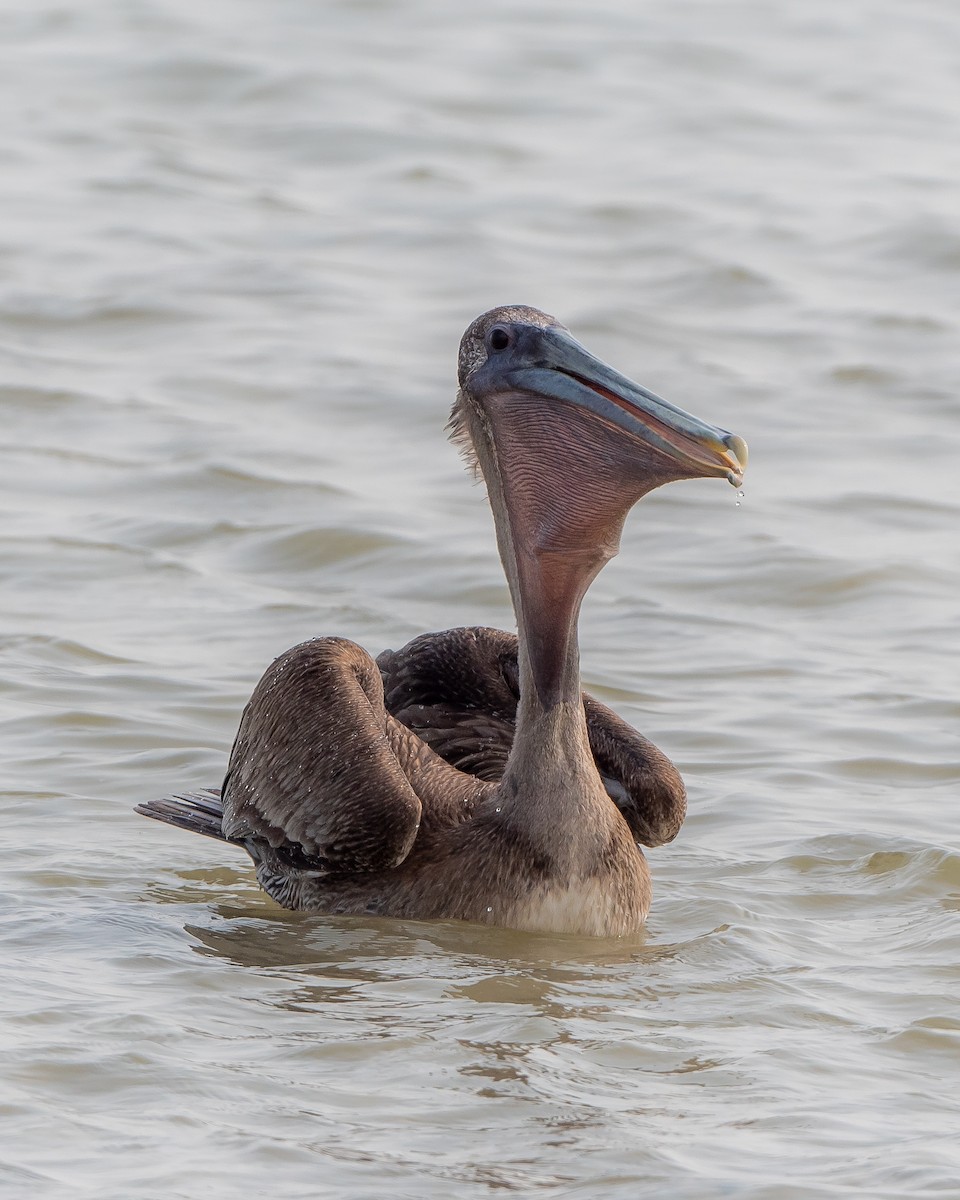 Brown Pelican - Alfred Bowles