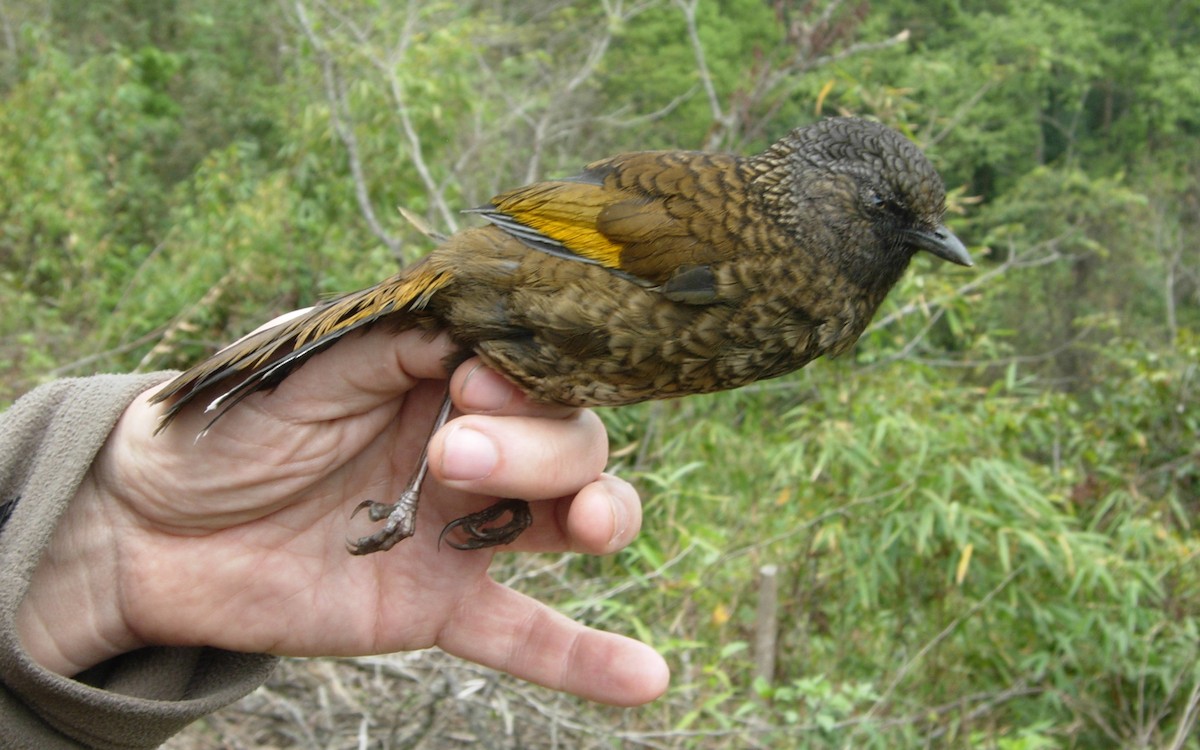 Blue-winged Laughingthrush - ML288179811