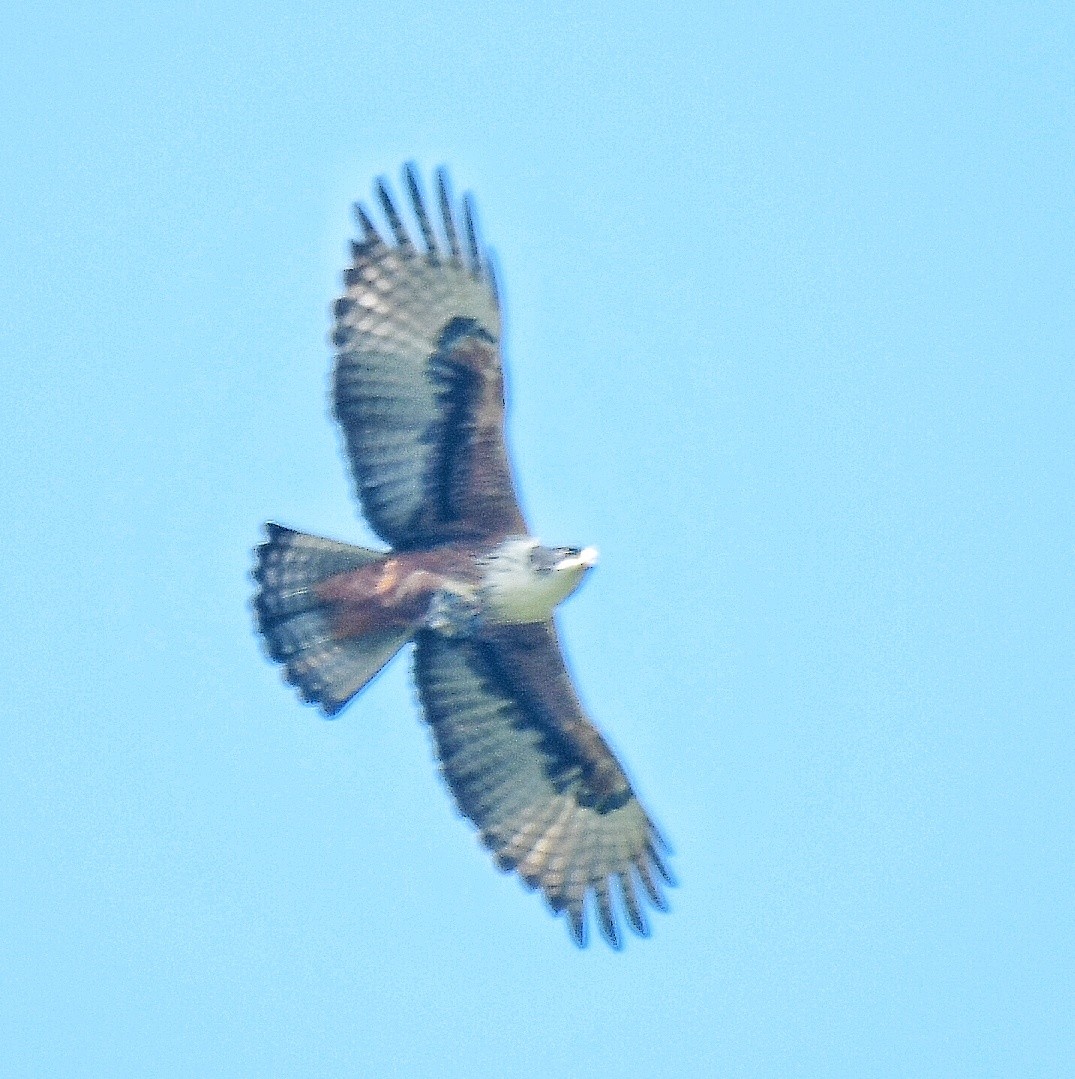 Rufous-bellied Eagle - ML288180651