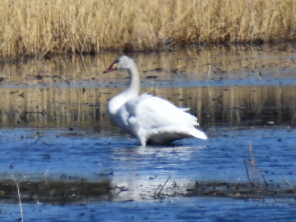 Tundra Swan - ML288181901