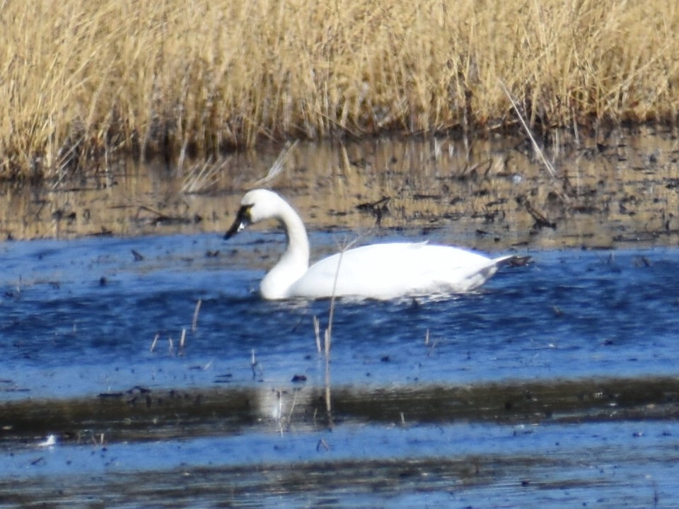 Tundra Swan - ML288181971